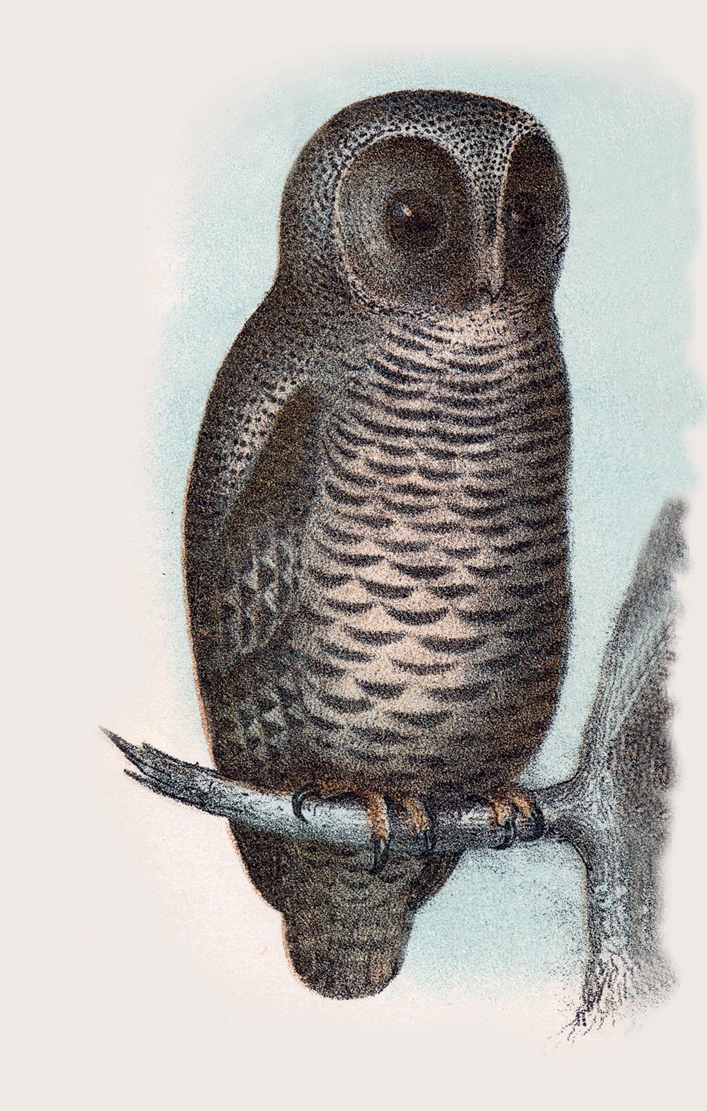 spotted owl